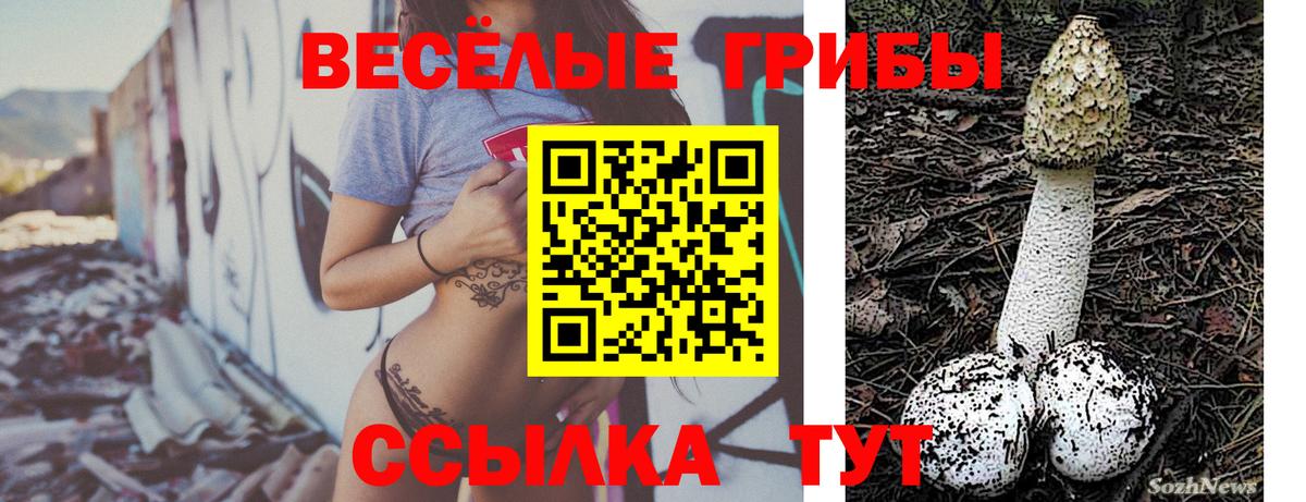 Избербаш  Псилоцибиновые грибы Cubensis  Вход с VPN 